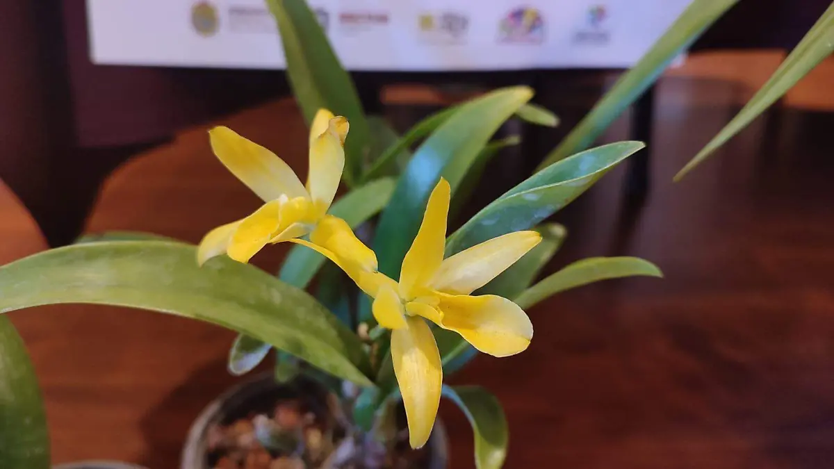 Orquídeas 2